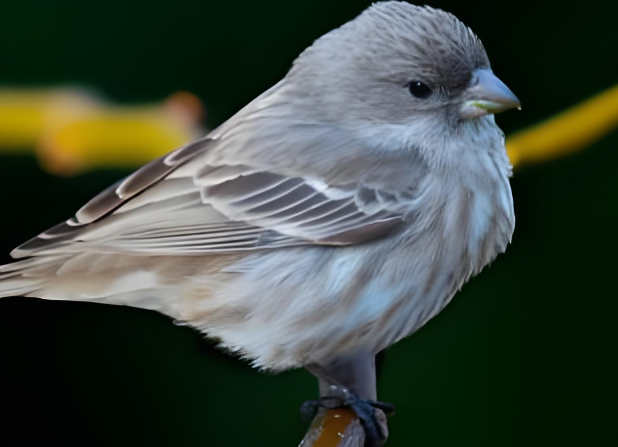 After - Enhanced Quality