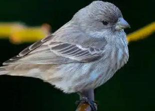 Before - Low Quality